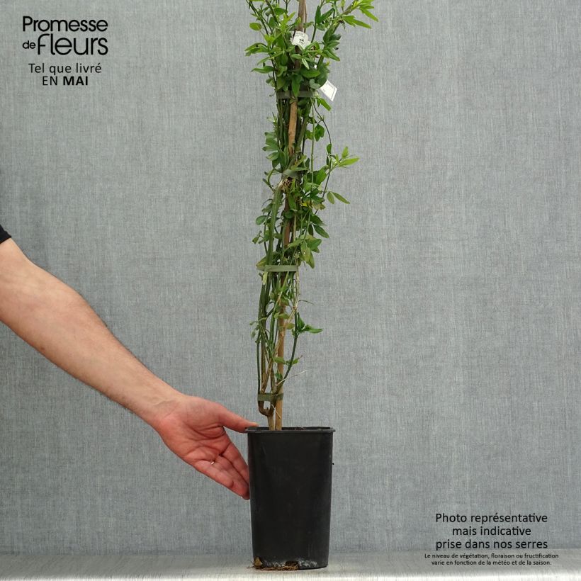 Jasminum humile Revolutum - Gelsomino Vaso da 3L/4L esemplare consegnato in primavera