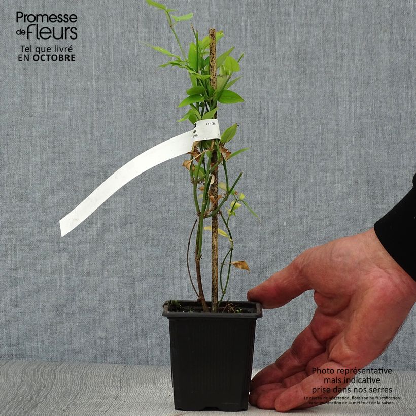Esemplare di Jasminum stephanense - Gelsomino Vasetto da 8/9 cm come consegnato in autunno