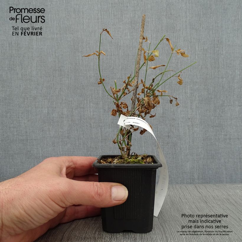 Jasminum stephanense - Gelsomino Vasetto da 8/9 cm esemplare consegnato in inverno