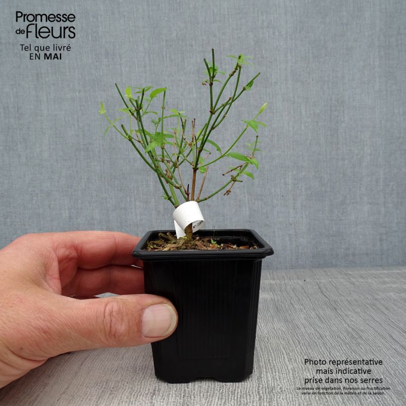 Jasminum stephanense - Gelsomino Vasetto da 8/9 cm esemplare consegnato in primavera