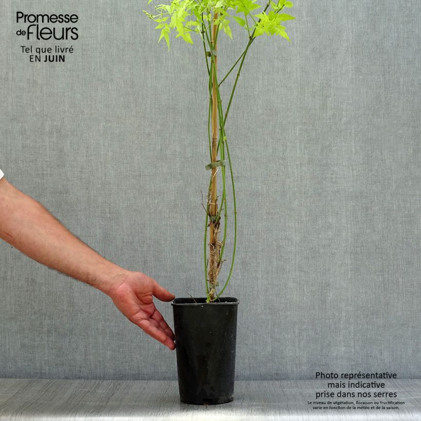 Esemplare di Jasminum officinalis Aureum - Gelsomino comune Vaso da 2L/3L consegnato in estate