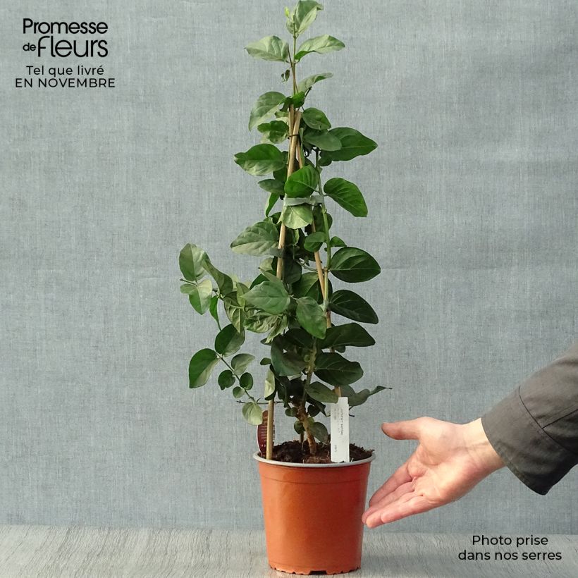 Esemplare di Jasminum sambac - Gelsomino arabo Vaso da 2L/3L come consegnato in autunno