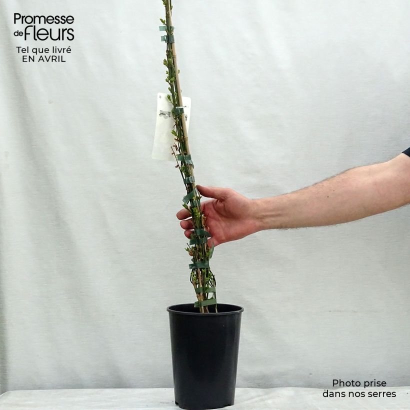 Jasminum nudiflorum - Gelsomino d'inverno Vaso da 2L/3L esemplare consegnato in primavera