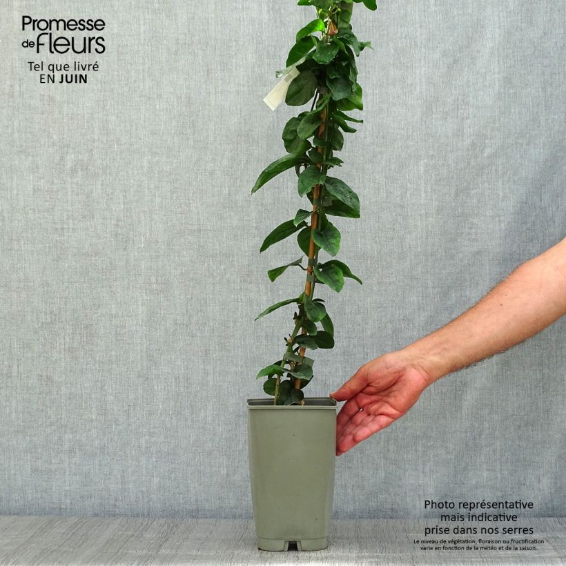 Esemplare di Jasminum sambac - Gelsomino arabo Vaso da 2L/3L consegnato in estate