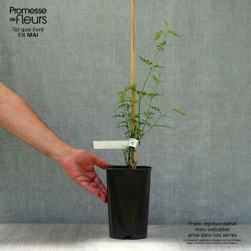 Jasminum grandiflorum - Gelsomino di Spagna Vaso da 2L/3L esemplare consegnato in primavera