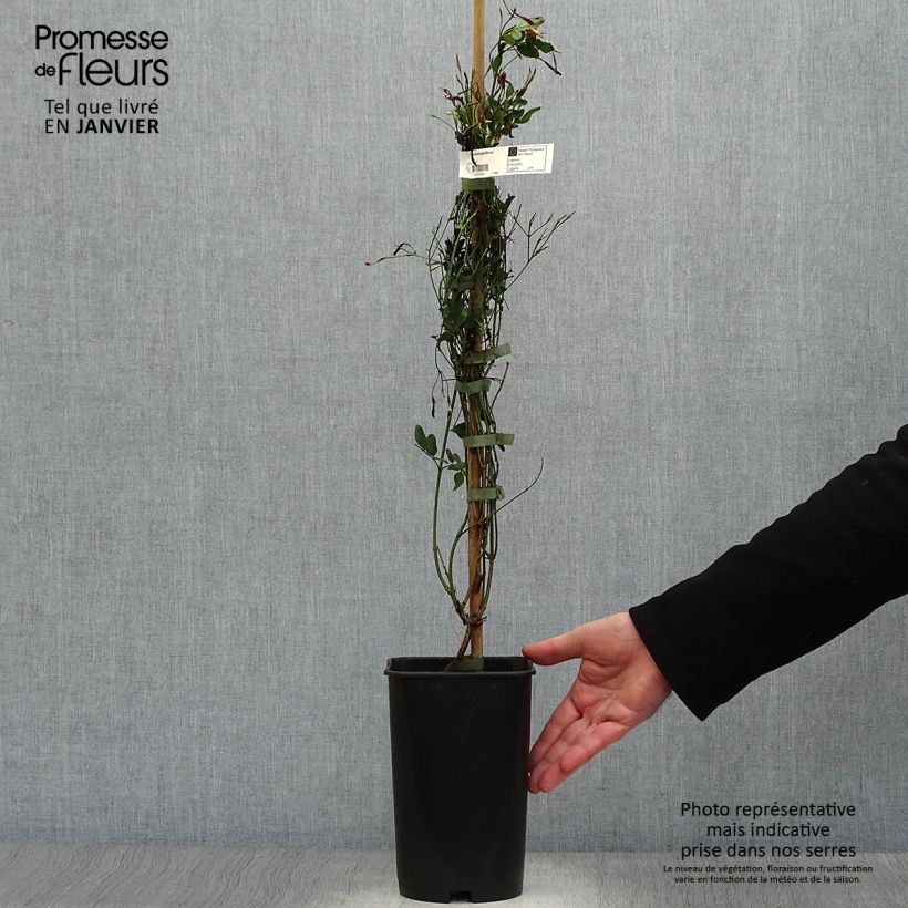 Jasminum grandiflorum - Gelsomino di Spagna Vaso da 2L/3L esemplare consegnato in inverno