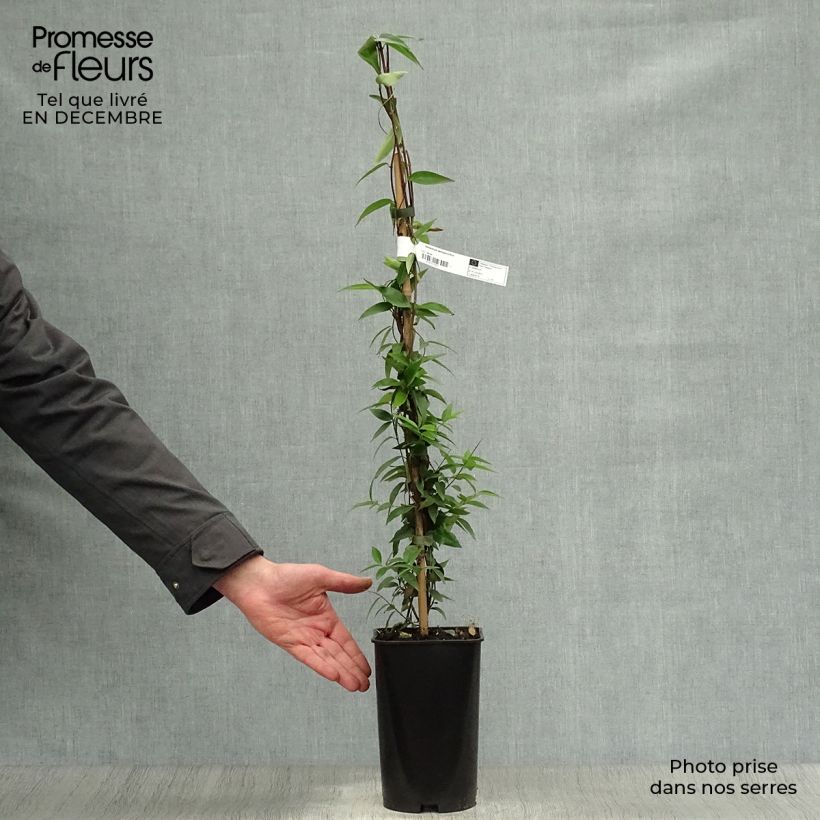 Gelsemium sempervirens - Gelsomino della Carolina Vaso da 2L/3L esemplare consegnato in inverno