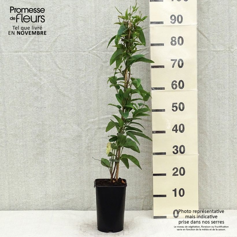 Esemplare di Gelsemium sempervirens - Gelsomino della Carolina Vaso da 2L/3L come consegnato in autunno