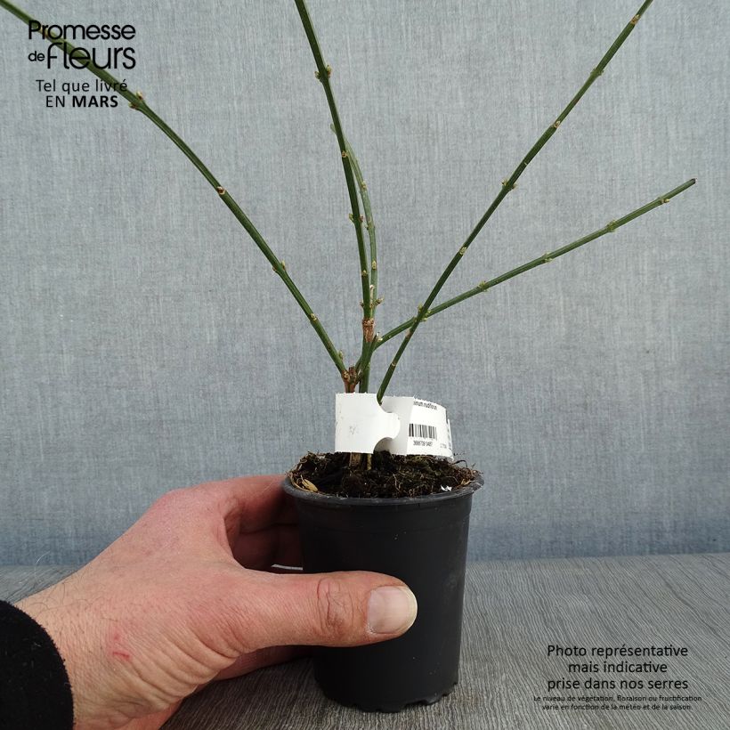 Jasminum nudiflorum - Gelsomino d'inverno Vasetto da 8/9 cm esemplare consegnato in inverno