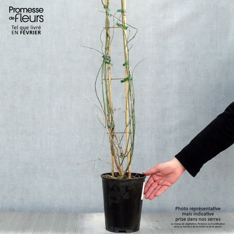 Jasminum nudiflorum - Gelsomino d'inverno Vaso da 2L/3L esemplare consegnato in inverno