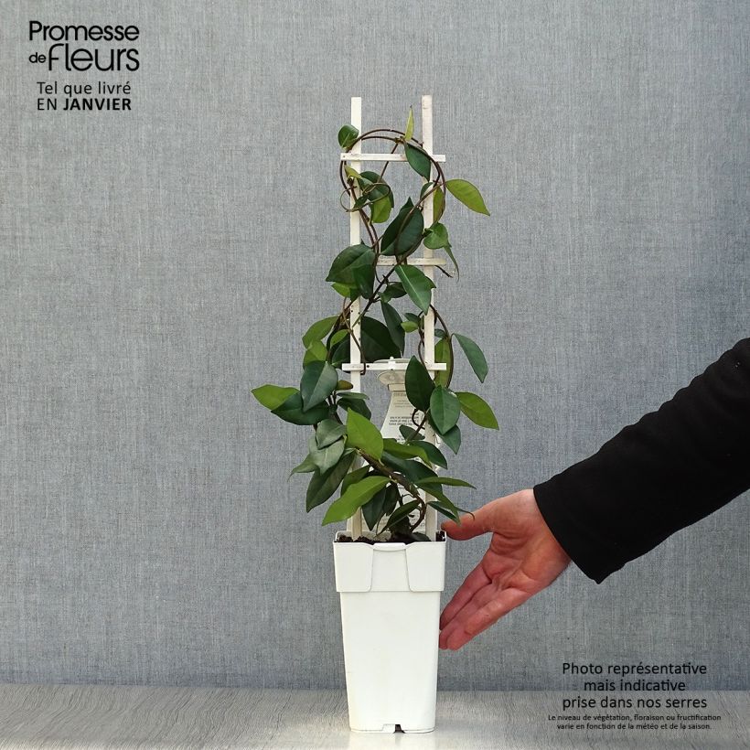 Trachelospermum jasminoïdes Star Of Venice - Falso gelsomino Vaso da 2L/3L esemplare consegnato in inverno