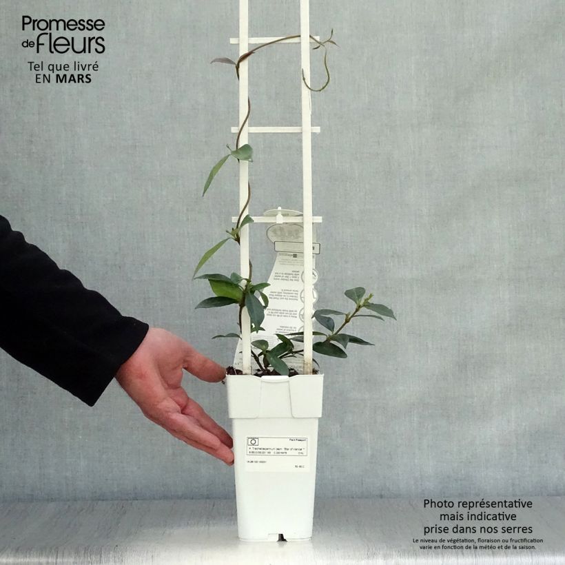 Trachelospermum jasminoïdes Star Of Venice - Falso gelsomino Vaso da 2L/3L esemplare consegnato in primavera