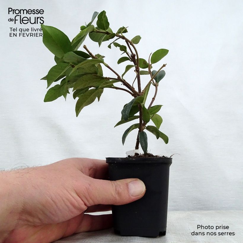 Trachelospermum jasminoides - Falso gelsomino Vasetto da 8/9 cm esemplare consegnato in inverno