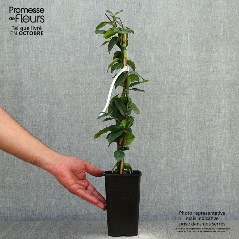 Esemplare di Trachelospermum jasminoides - Falso gelsomino Vaso da 1L/1,5L come consegnato in autunno