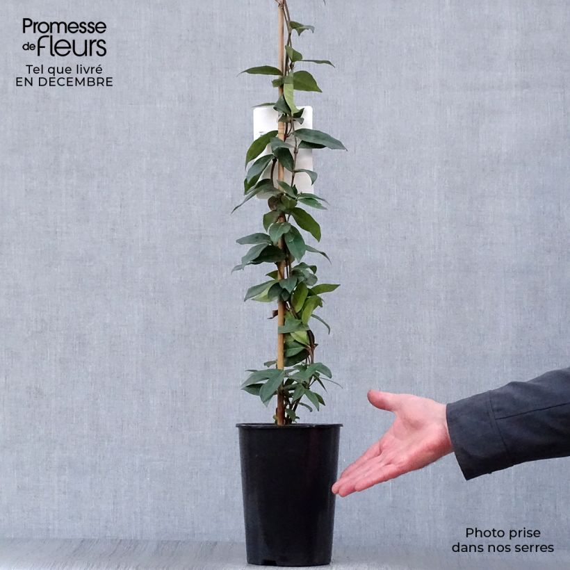 Trachelospermum jasminoides - Falso gelsomino Vaso da 2L/3L esemplare consegnato in inverno