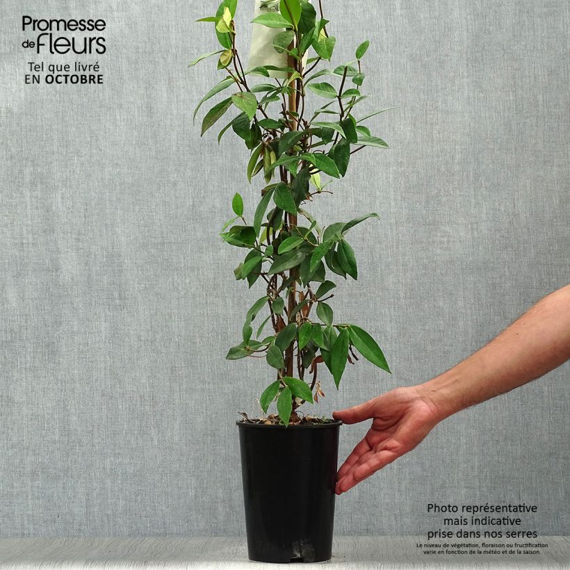 Esemplare di Trachelospermum jasminoides - Falso gelsomino Vaso da 2L/3L come consegnato in autunno