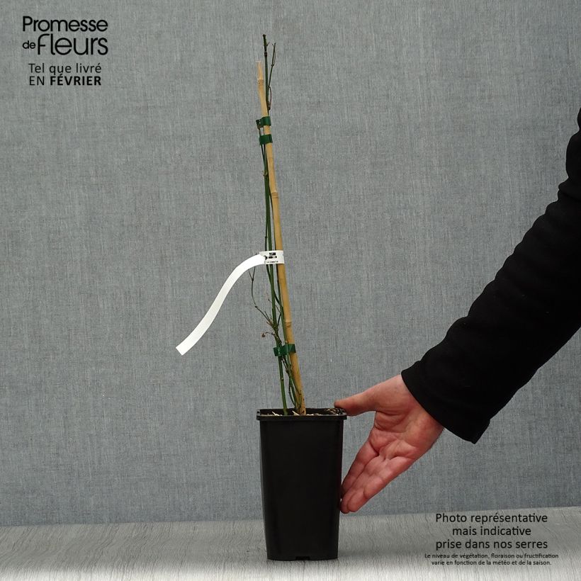 Jasminum officinalis Affinis - Gelsomino comune Vaso da 1,5L/2L esemplare consegnato in inverno