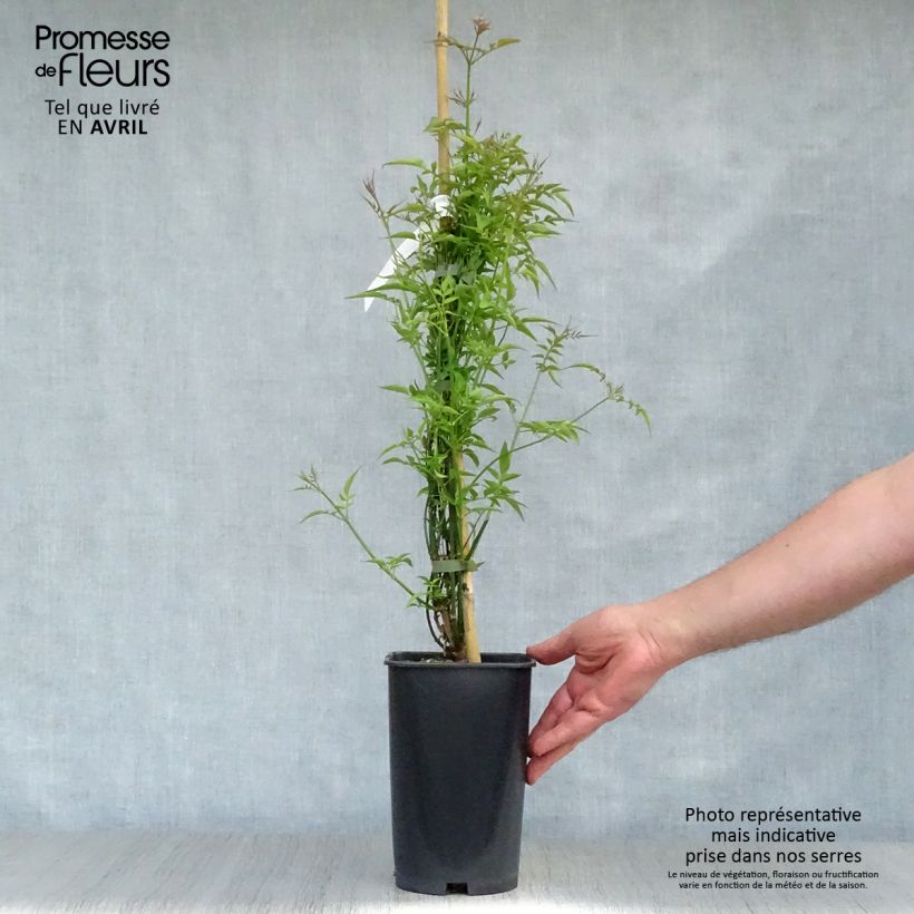 Jasminum officinale - Gelsomino comune Vaso da 2L/3L esemplare consegnato in primavera