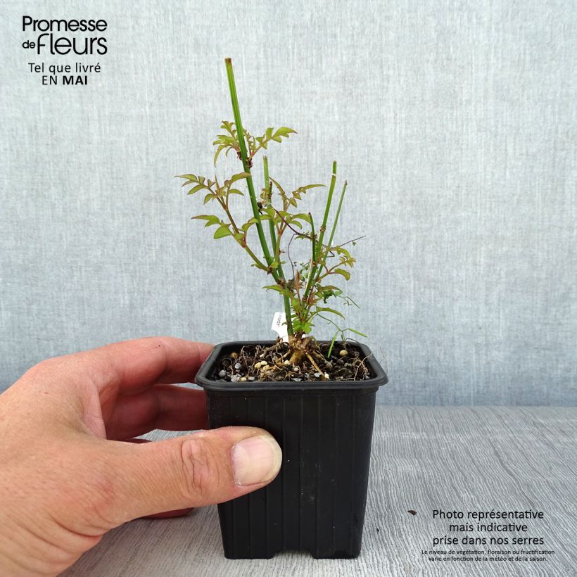 Jasminum officinale - Gelsomino comune Vasetto da 8/9 cm esemplare consegnato in primavera