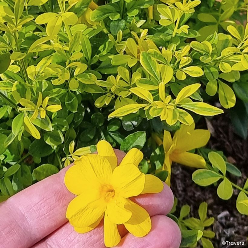 Jasminum mesnyi Goldtouch - Gelsomino di Mesny (Fioritura)
