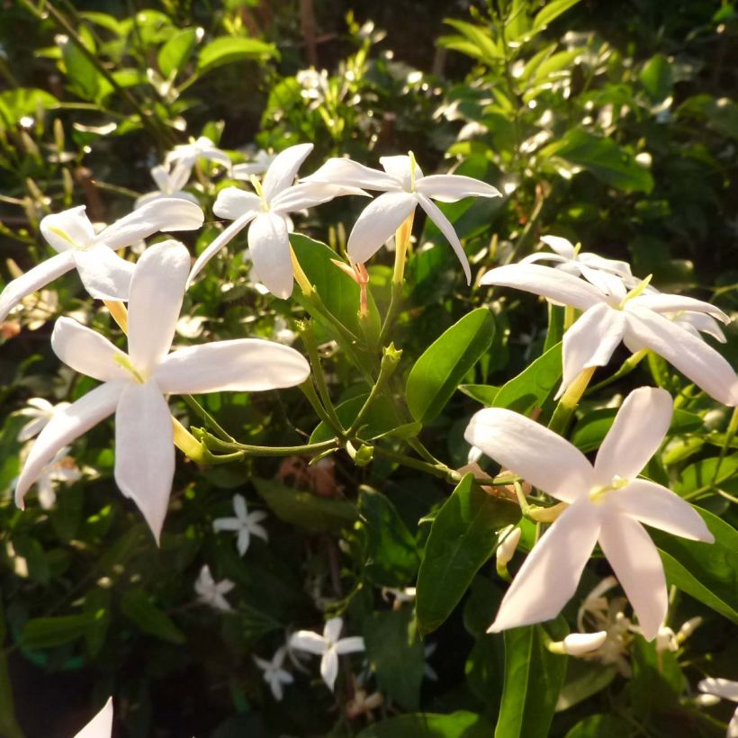 Jasminum azoricum - Gelsomino delle Azzorre (Fioritura)