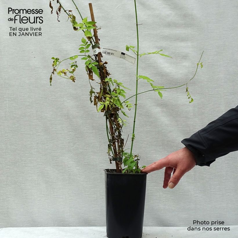 Gelsomino bianco - Jasminum officinale Aureum esemplare consegnato in inverno