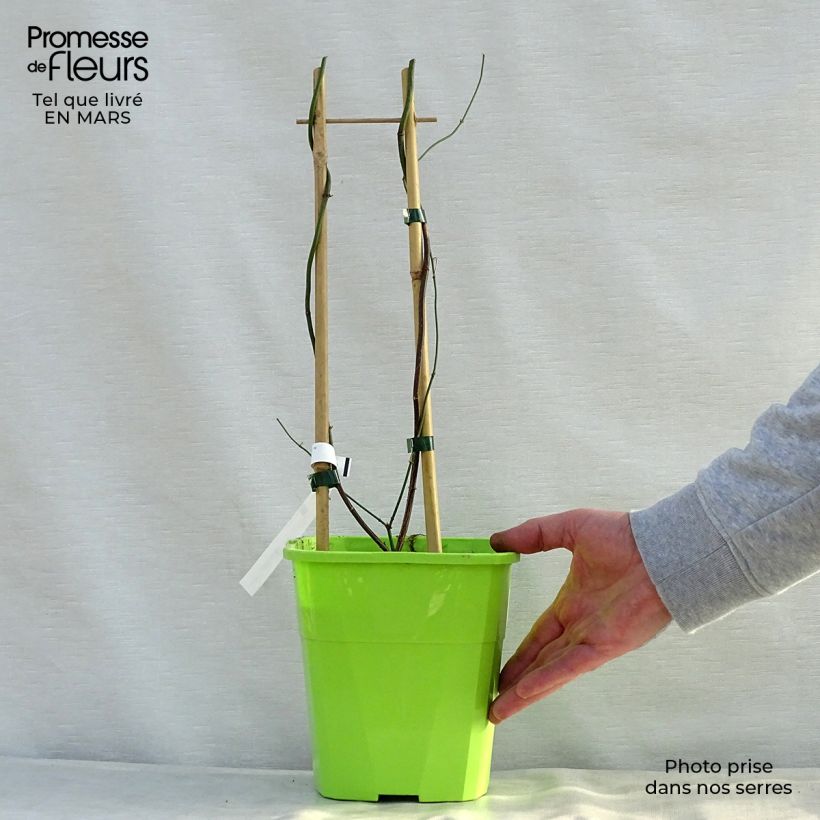 Jasminum officinale Clotted Cream - Gelsomino comune Vaso da 1,5L/2L esemplare consegnato in primavera