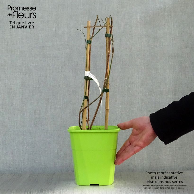 Jasminum officinale Clotted Cream - Gelsomino comune Vaso da 1,5L/2L esemplare consegnato in inverno