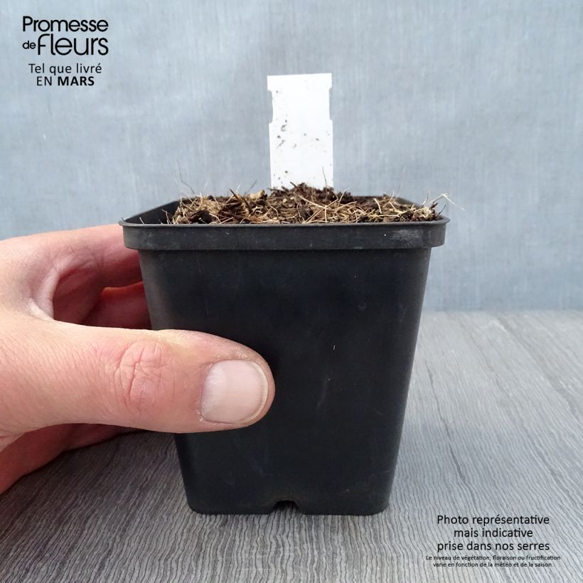 Jeffersonia diphylla Vasetto da 8/9 cm esemplare consegnato in primavera