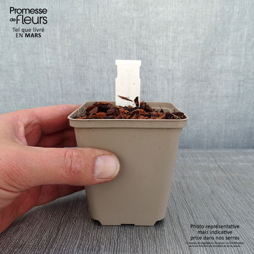 Jeffersonia diphylla Vasetto da 8/9 cm esemplare consegnato in inverno