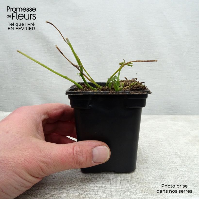 Gynostemma pentaphyllum Bio - Ginpent Vasetto da 7/8 cm esemplare consegnato in inverno
