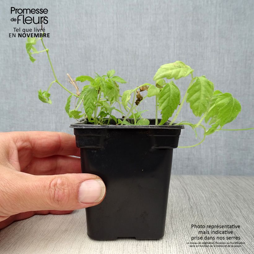 Esemplare di Gynostemma pentaphyllum Bio - Ginpent Vasetto da 7/8 cm come consegnato in autunno