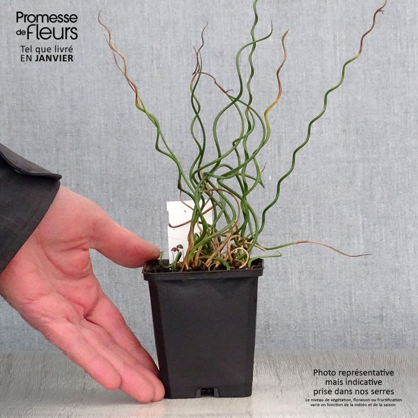Juncus effusus Spiralis - Giunco cavatappi Vasetto da 8/9 cm esemplare consegnato in inverno