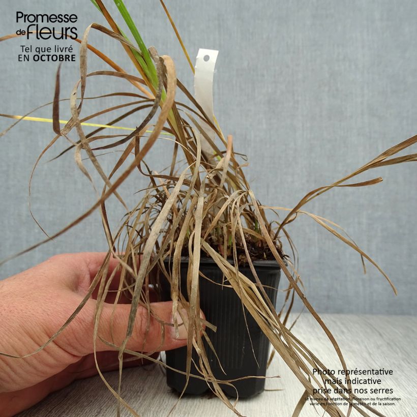 Esemplare di Juncus ensifolius - Giunco a foglie strette Vasetto da 8/9 cm come consegnato in autunno