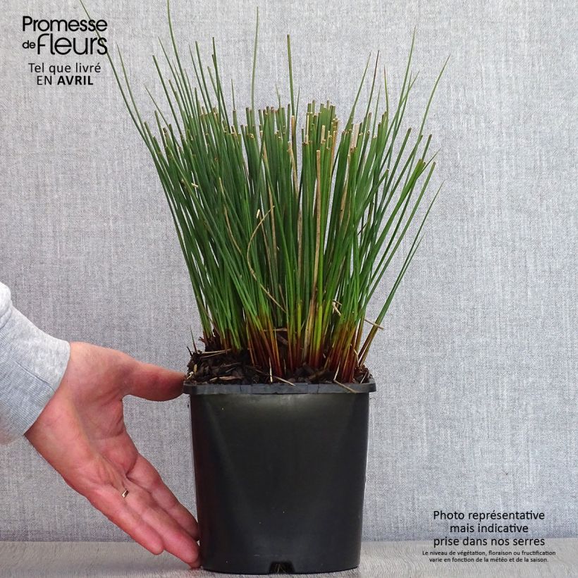 Juncus inflexus Blue Arrows - Giunco tenace Vaso da 2L/3L esemplare consegnato in primavera