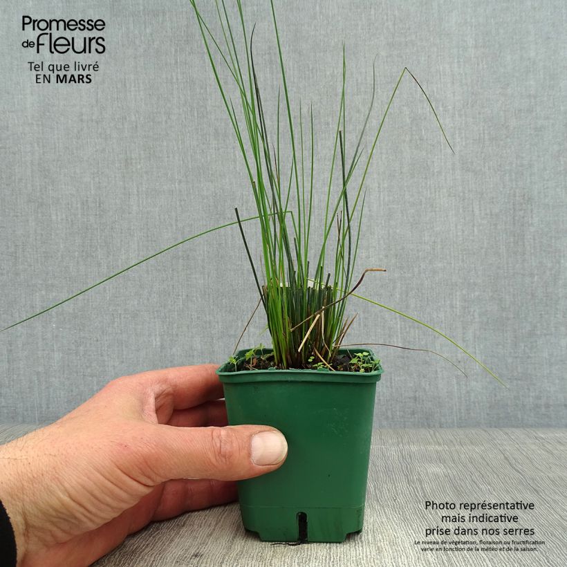 Juncus inflexus Blue Dart - Giunco tenace Vasetto da 8/9 cm esemplare consegnato in primavera