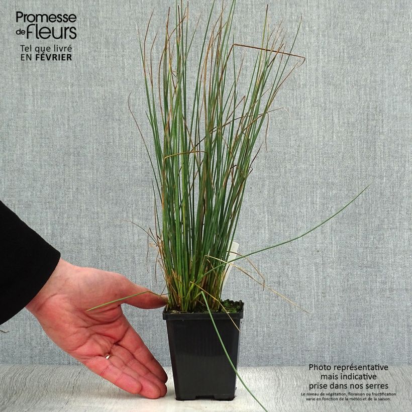 Juncus inflexus - Giunco tenace Vasetto da 8/9 cm esemplare consegnato in inverno