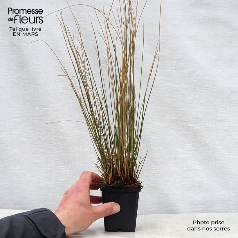 Juncus inflexus - Giunco tenace Vasetto da 8/9 cm esemplare consegnato in primavera