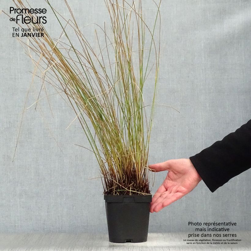 Juncus inflexus - Giunco tenace Vaso da 2L/3L esemplare consegnato in inverno