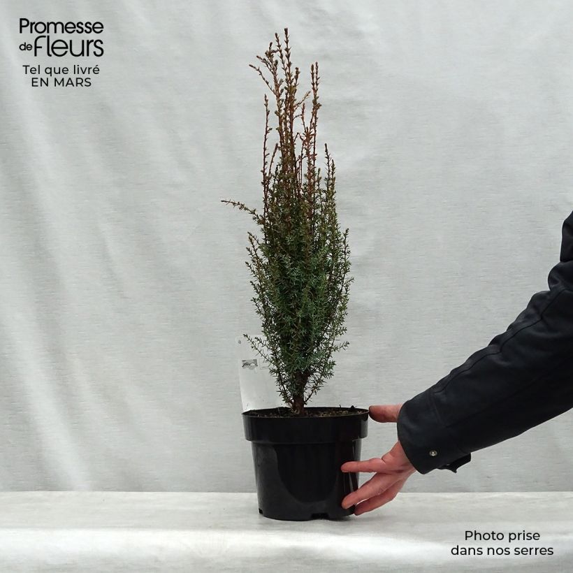 Juniperus communis Arnold - Ginepro comune Vaso da 2L/3L esemplare consegnato in primavera