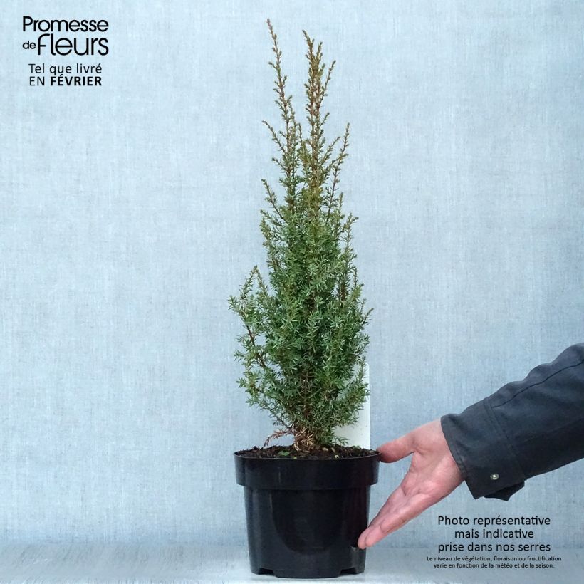 Juniperus communis Arnold - Ginepro comune Vaso da 2L/3L esemplare consegnato in inverno
