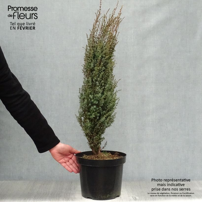 Juniperus communis Arnold - Ginepro comune Vaso da 7,5L/10L esemplare consegnato in inverno