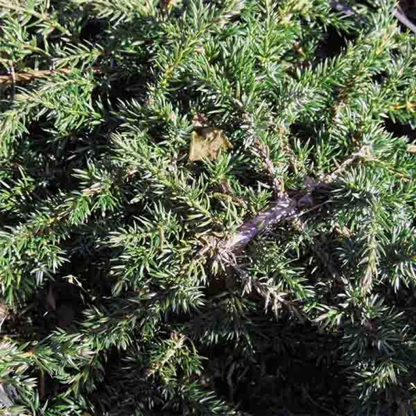 Juniperus communis Green Carpet - Ginepro comune (Fogliame)