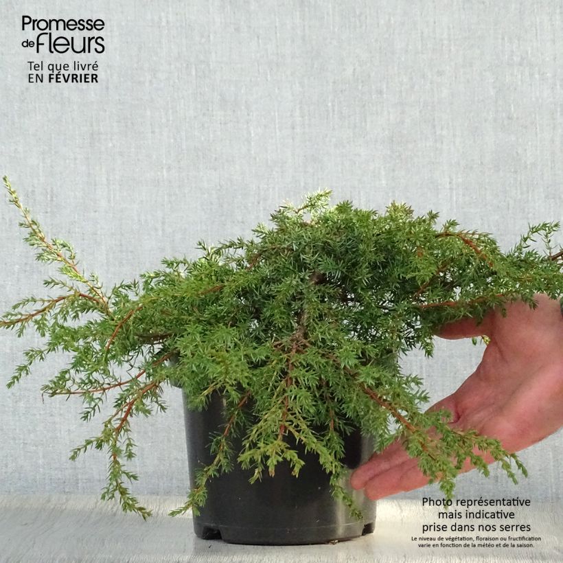 Juniperus communis Hornibrookii - Ginepro comune Vaso da 2L/3L esemplare consegnato in inverno