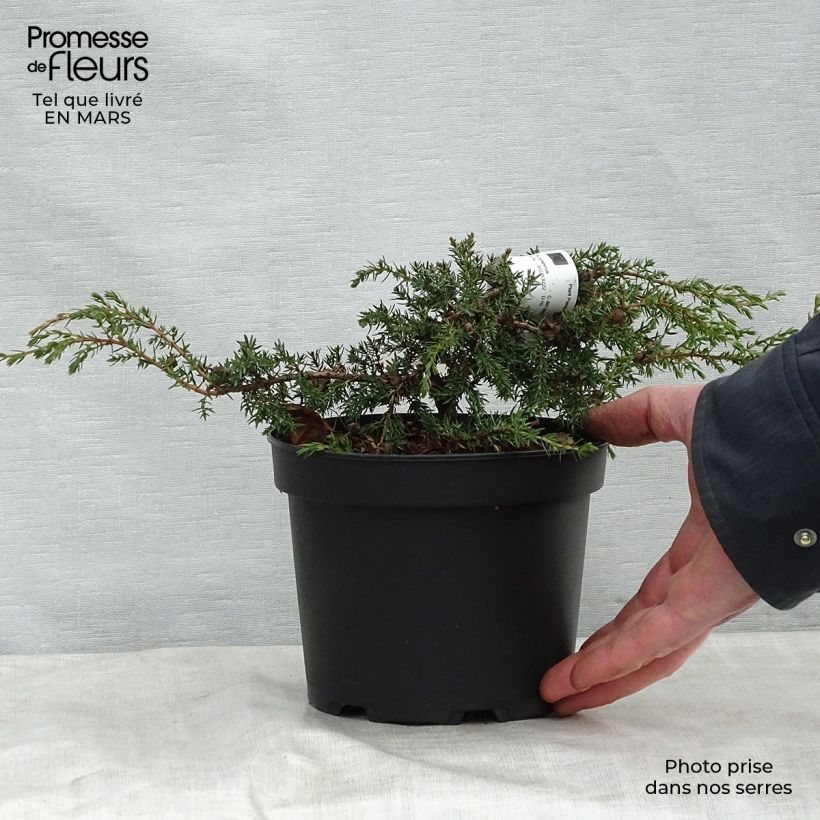 Juniperus communis Hornibrookii - Ginepro comune Vaso da 2L/3L esemplare consegnato in primavera