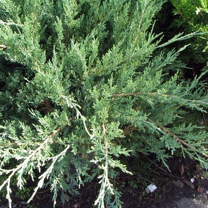 Juniperus media Hetzii - Ginepro (Porto)