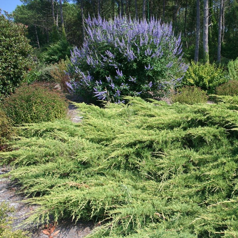 Juniperus media Pfitzeriana - Ginepro (Porto)