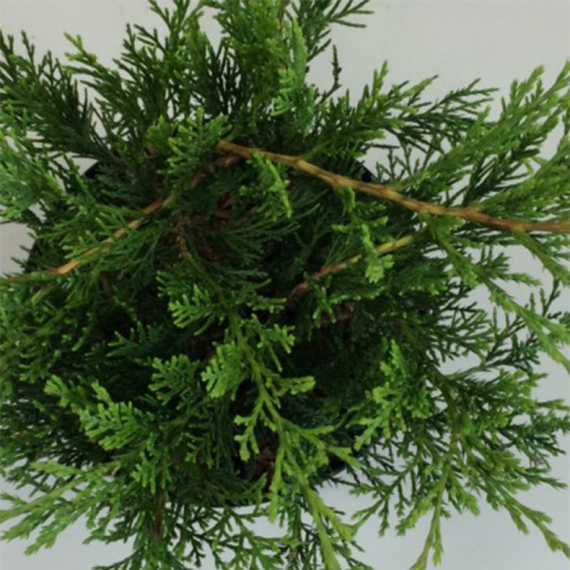Juniperus sabina Rockery Gem - Ginepro sabino (Fogliame)