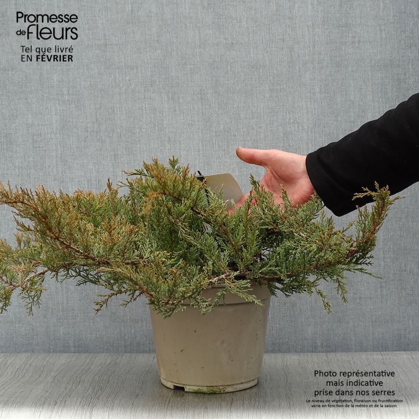 Juniperus sabina Rockery Gem - Ginepro sabino Vaso da 4L/5L esemplare consegnato in inverno