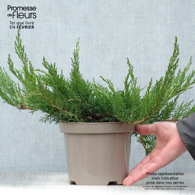 Juniperus sabina Tamariscifolia - Ginepro sabino Vaso da 2L/3L esemplare consegnato in inverno